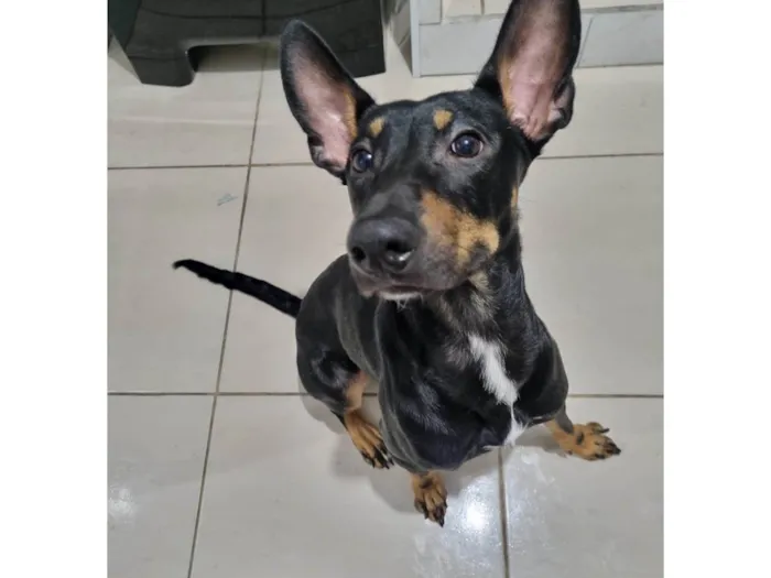 Cachorro ra a SRD-ViraLata idade 1 ano nome Duke