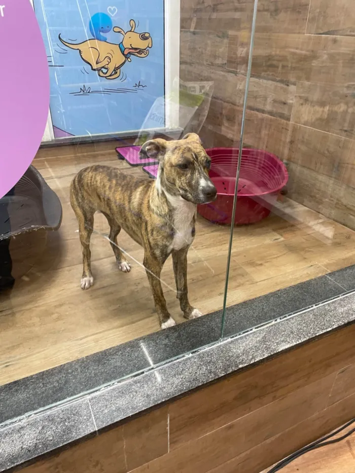 Cachorro ra a SRD-ViraLata idade 7 a 11 meses nome Barthô