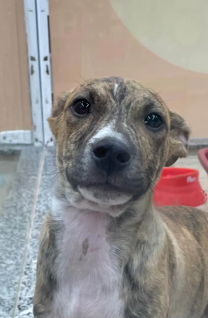 Cachorro ra a SRD-ViraLata idade 7 a 11 meses nome Barthô