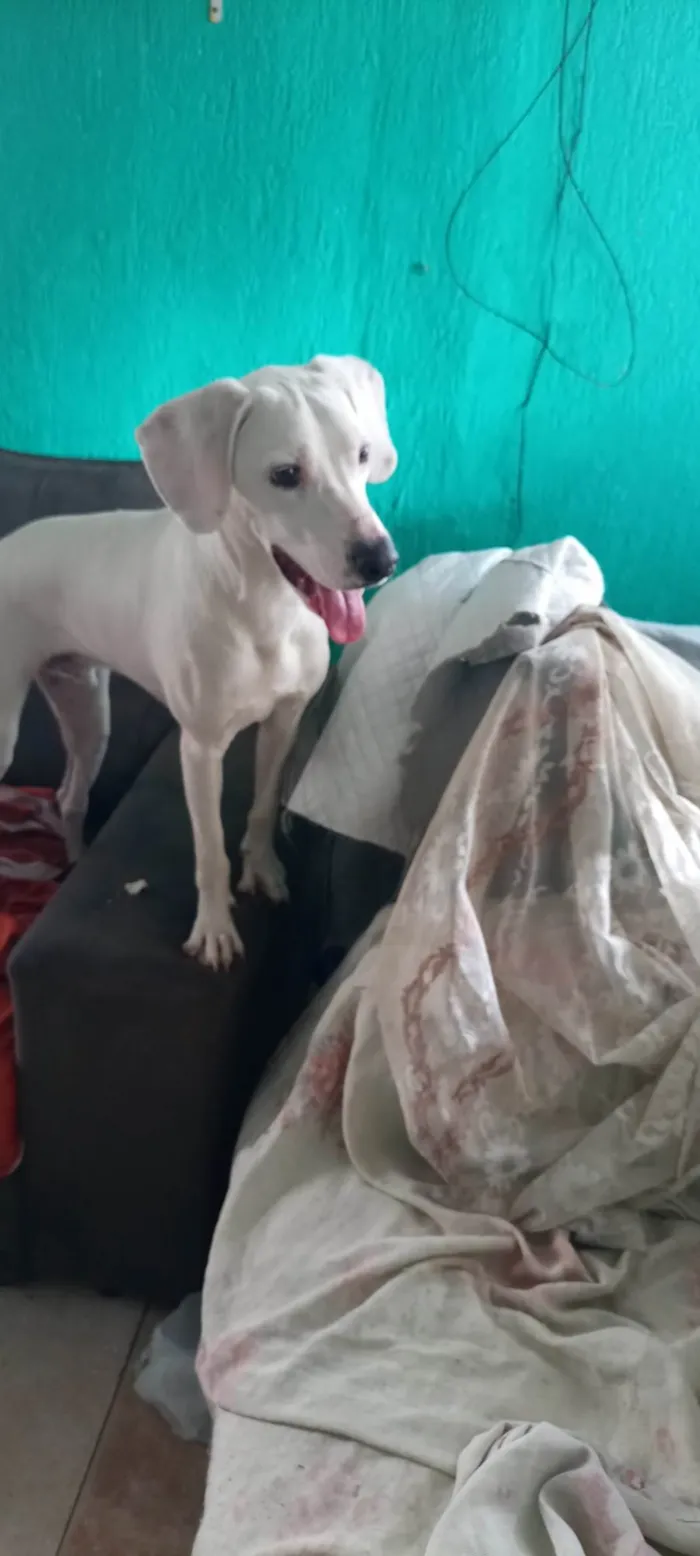 Cachorro ra a Dálmata  idade 7 a 11 meses nome Itachi 