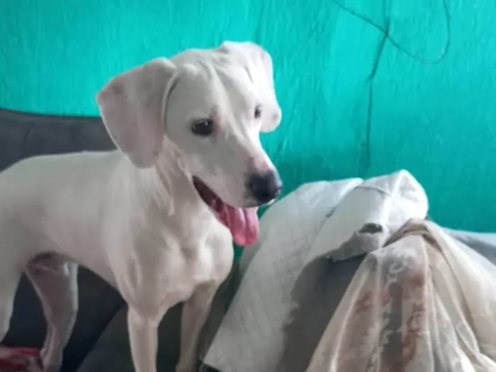 Cachorro ra a Dálmata  idade 7 a 11 meses nome Itachi 