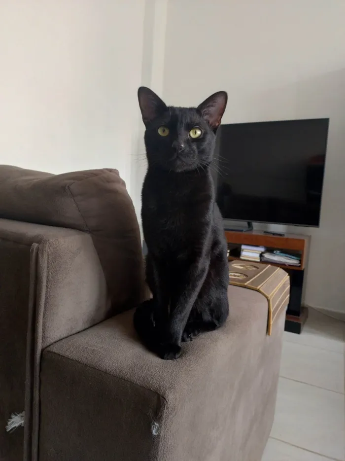 Gato ra a SRD-ViraLata idade 1 ano nome Musy