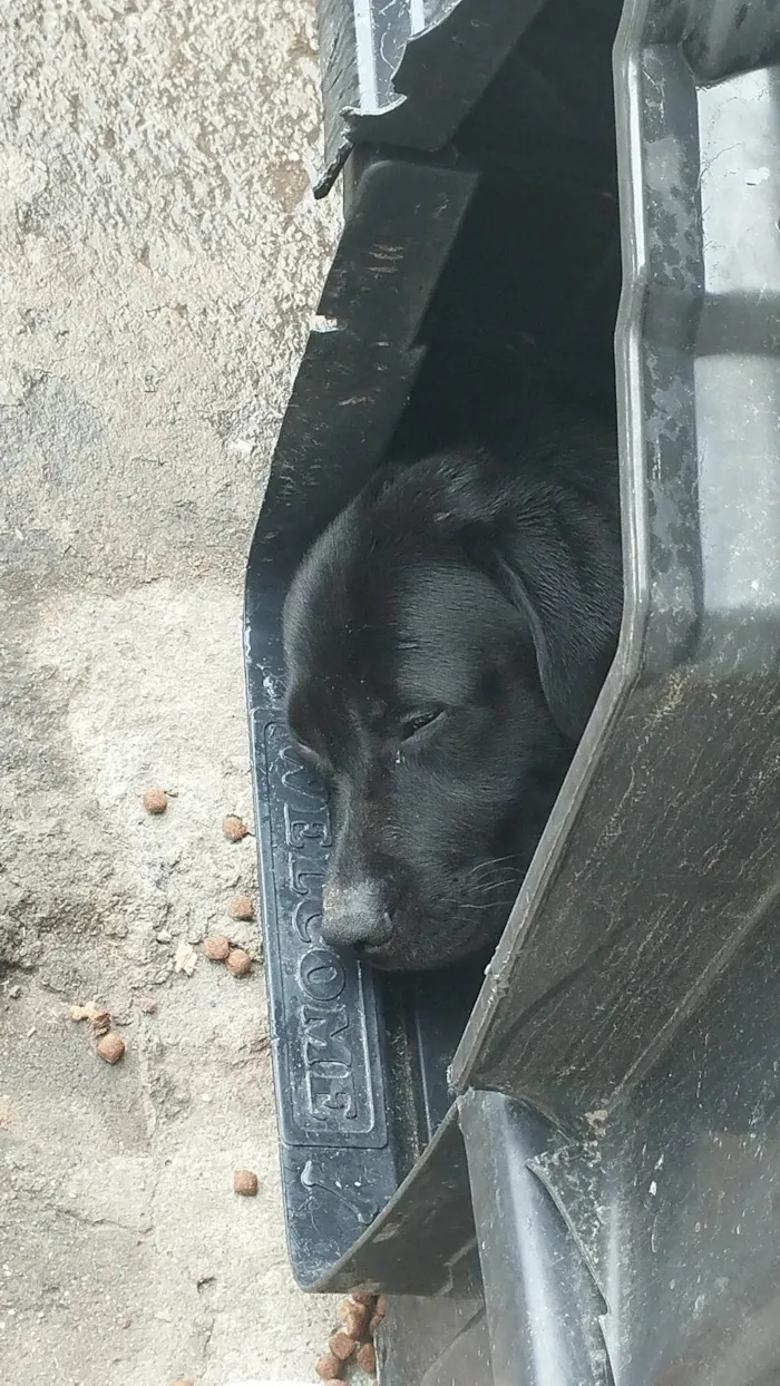 Cachorro ra a Labrador idade 2 anos nome Zoro