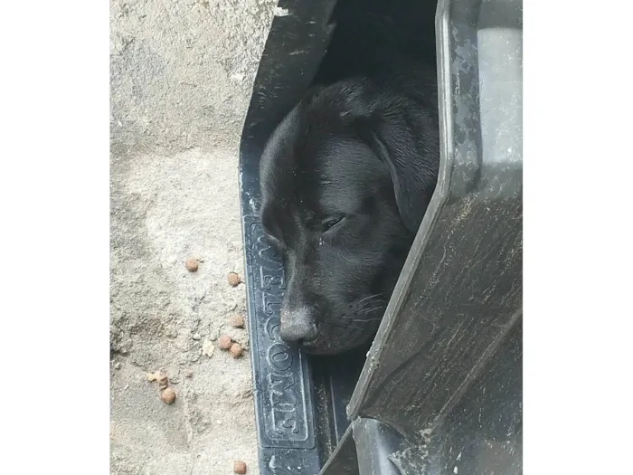 Cachorro ra a Labrador idade 2 anos nome Zoro