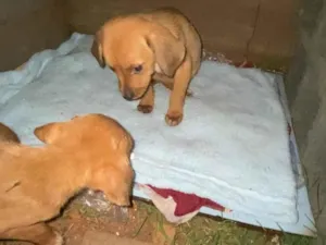 Cachorro raça SRD-ViraLata idade 2 a 6 meses nome Sem nome