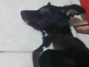 Cachorro raça SRD-ViraLata idade 7 a 11 meses nome Neguinha