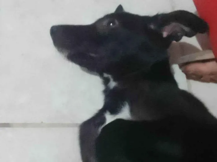 Cachorro ra a SRD-ViraLata idade 7 a 11 meses nome Neguinha