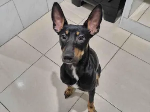 Cachorro raça SRD-ViraLata idade 1 ano nome Duke