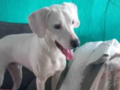 Cachorro raça Dálmata  idade 7 a 11 meses nome Itachi 