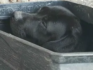 Cachorro raça Labrador idade 2 anos nome Zoro