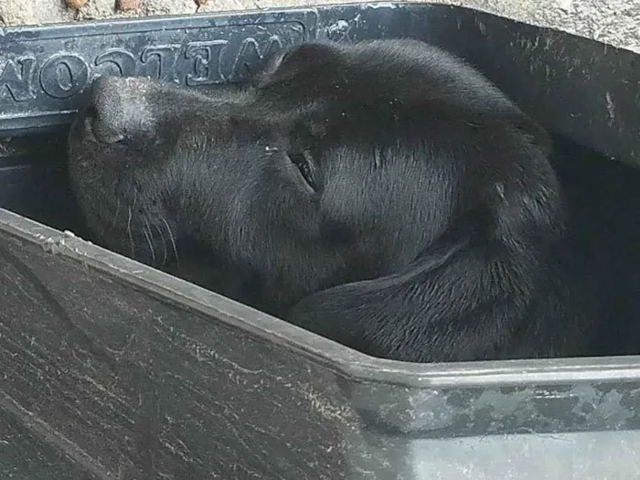 Cachorro ra a Labrador idade 2 anos nome Zoro