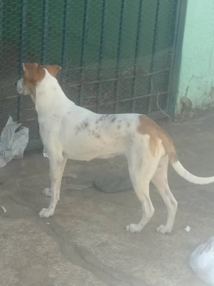 Cachorro ra a SRD-ViraLata idade 1 ano nome lua