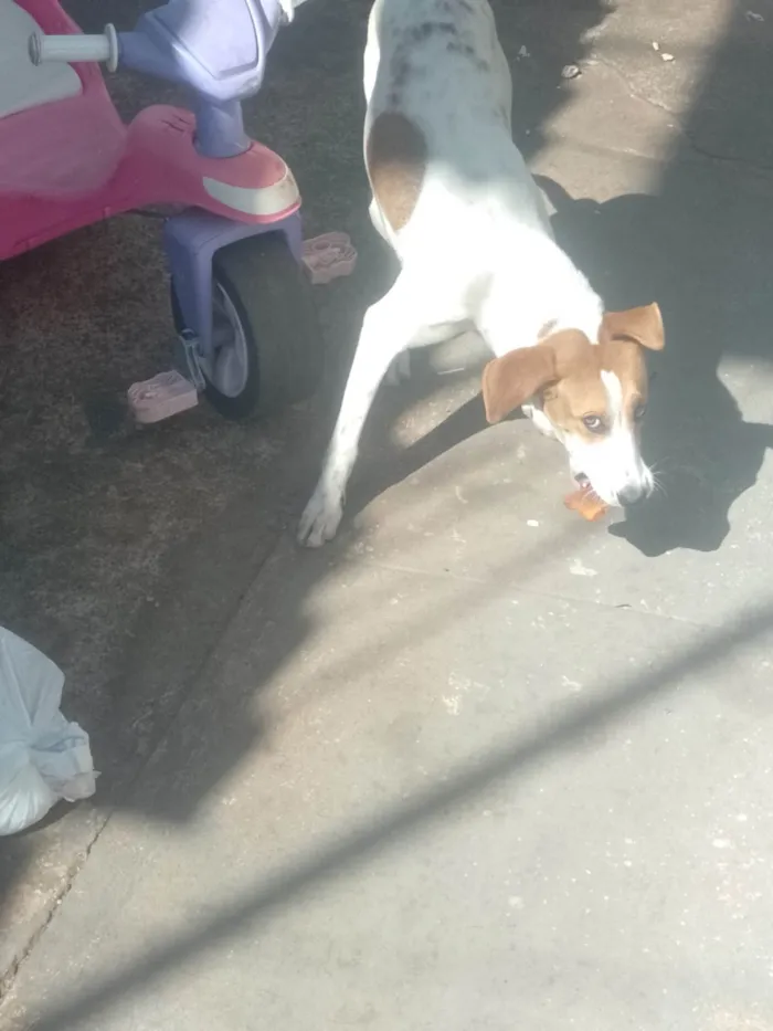 Cachorro ra a SRD-ViraLata idade 1 ano nome lua