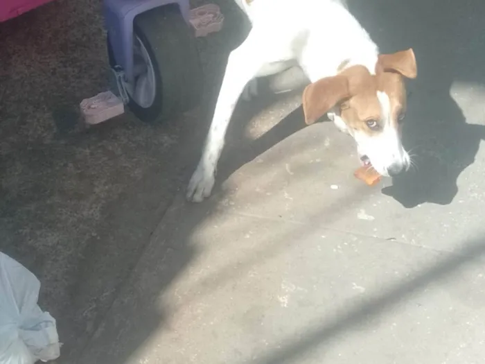 Cachorro ra a SRD-ViraLata idade 1 ano nome lua