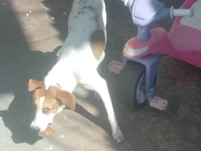 Cachorro raça SRD-ViraLata idade 1 ano nome lua