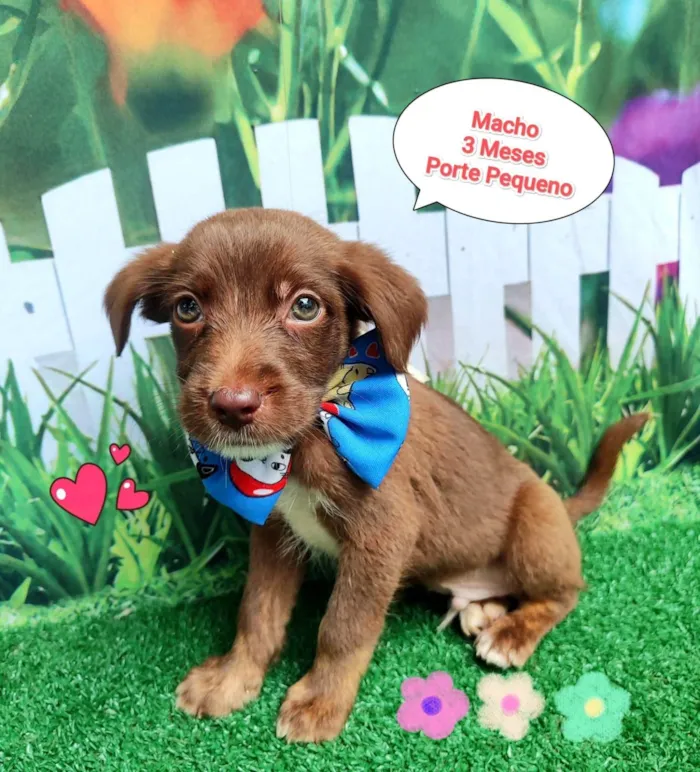 Cachorro ra a SRD-ViraLata idade 2 a 6 meses nome thor