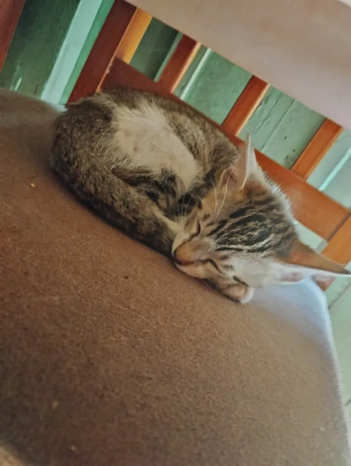 Gato ra a SRD-ViraLata idade 2 a 6 meses nome Gata