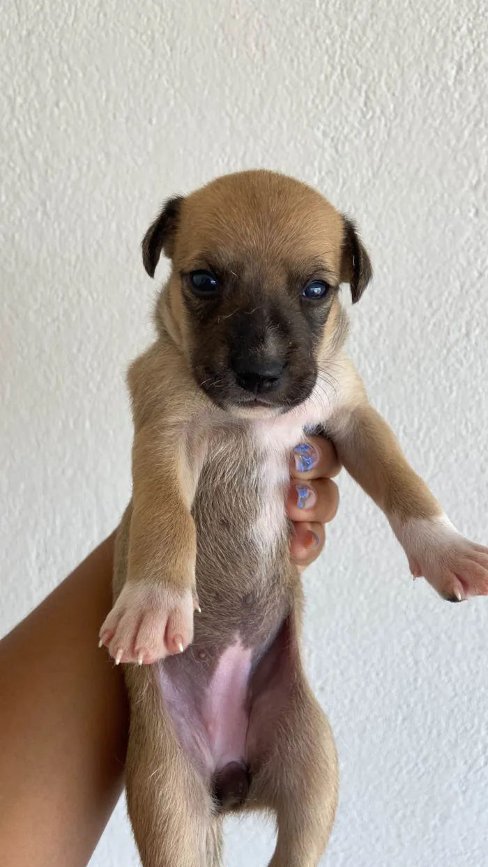 Cachorro ra a SRD-ViraLata idade Abaixo de 2 meses nome sem nome