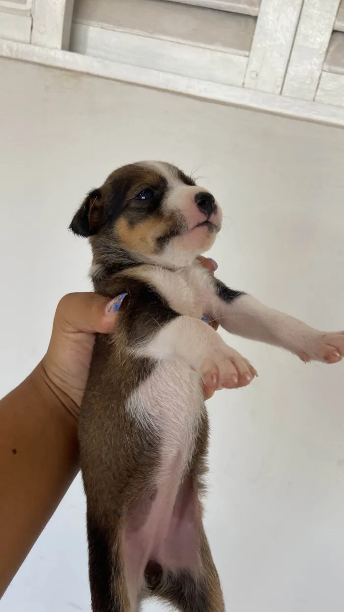 Cachorro ra a SRD-ViraLata idade Abaixo de 2 meses nome sem nome