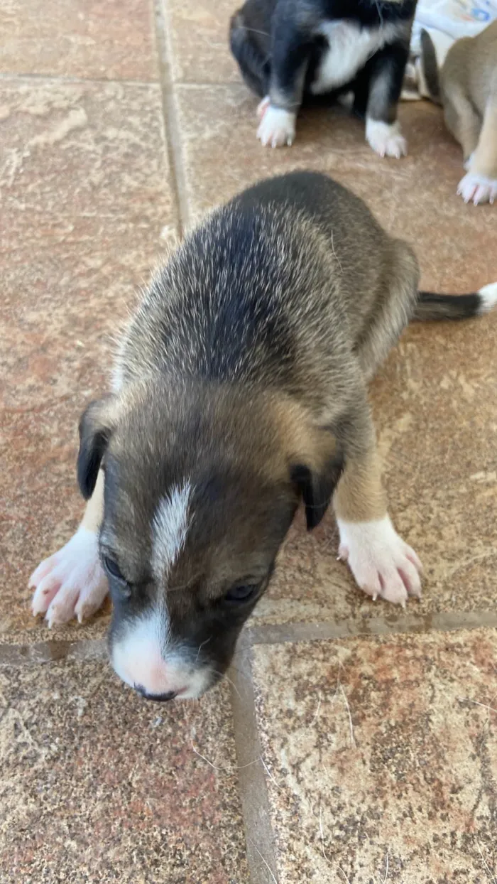 Cachorro ra a SRD-ViraLata idade Abaixo de 2 meses nome sem nome