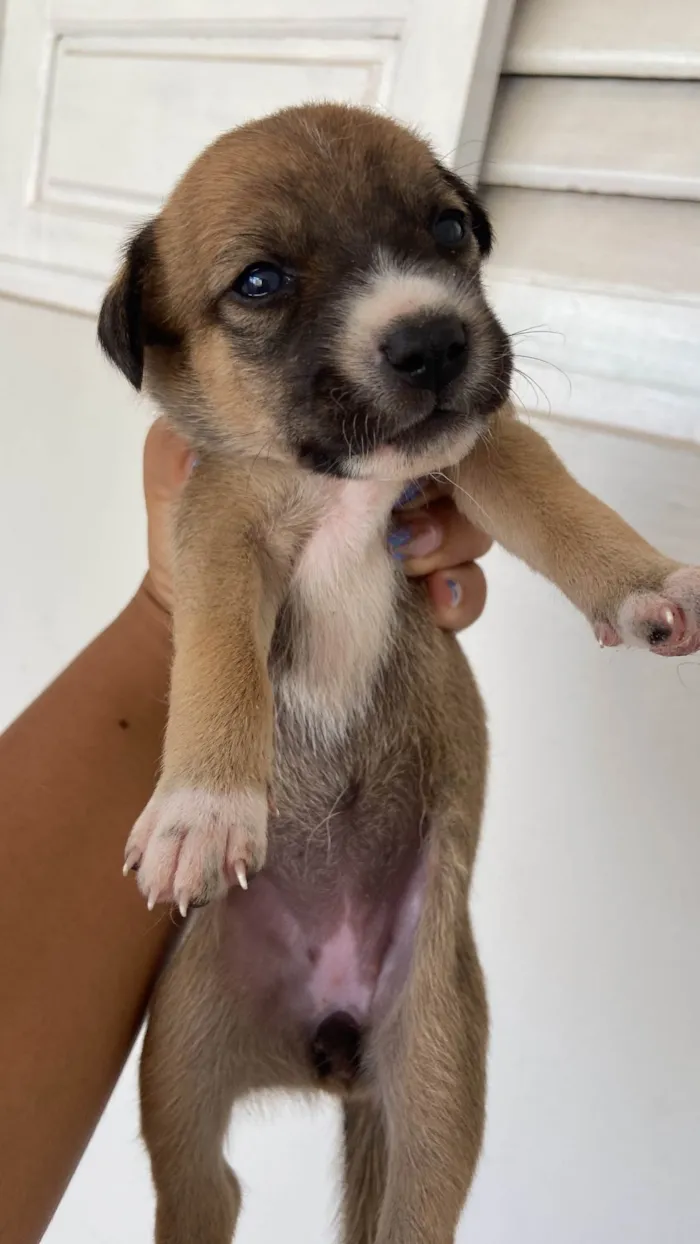 Cachorro ra a SRD-ViraLata idade Abaixo de 2 meses nome sem nome