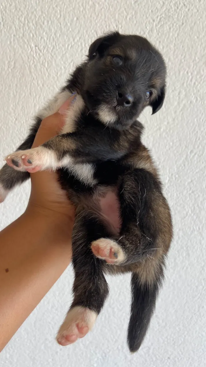 Cachorro ra a SRD-ViraLata idade Abaixo de 2 meses nome sem nome