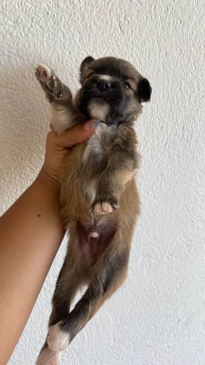 Cachorro ra a SRD-ViraLata idade Abaixo de 2 meses nome sem nome