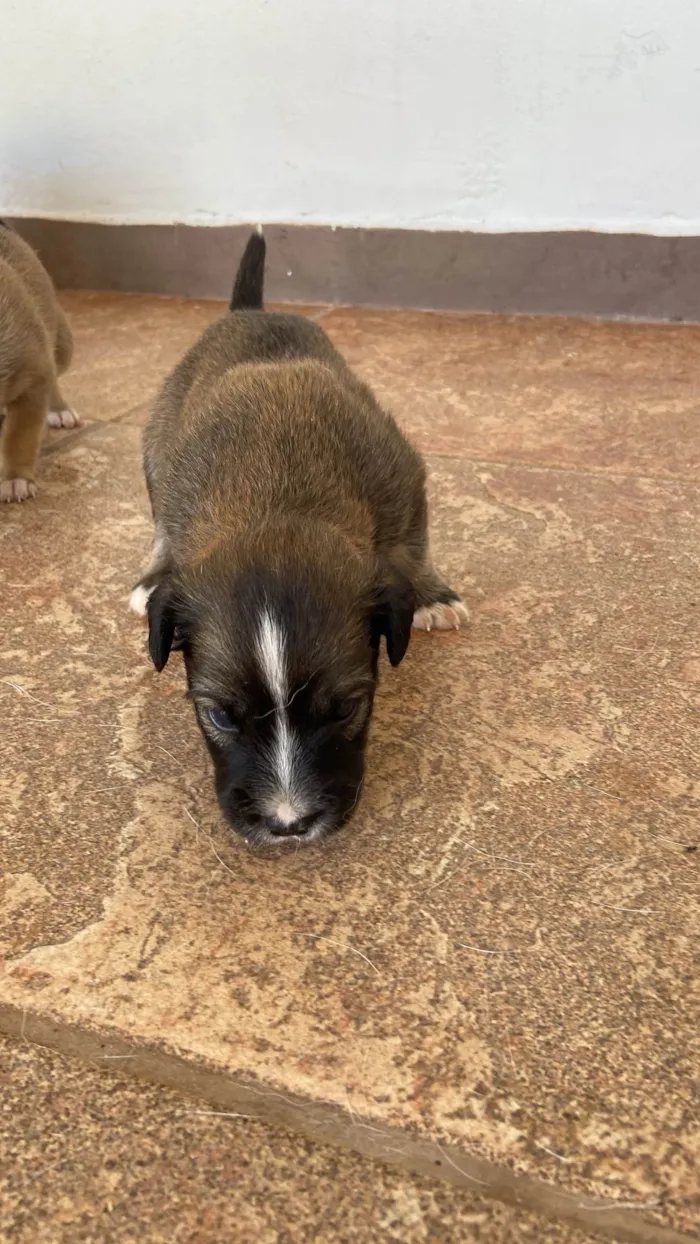 Cachorro ra a SRD-ViraLata idade Abaixo de 2 meses nome sem nome