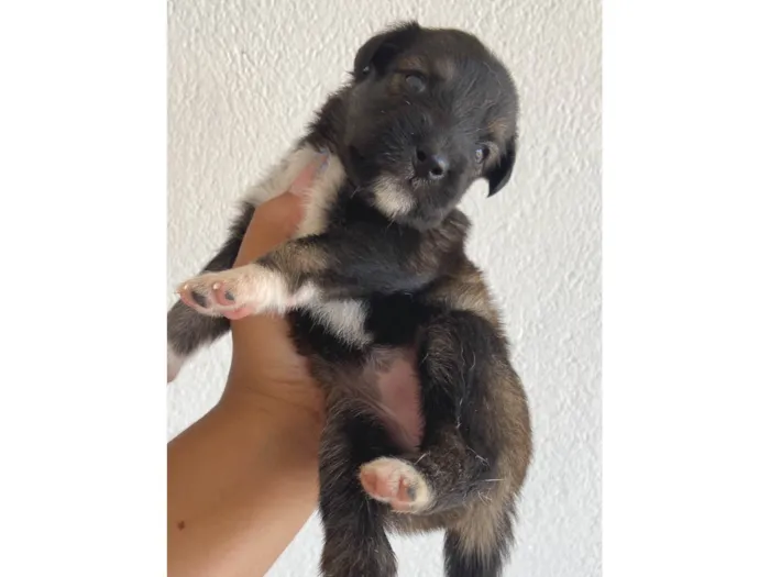 Cachorro ra a SRD-ViraLata idade Abaixo de 2 meses nome sem nome