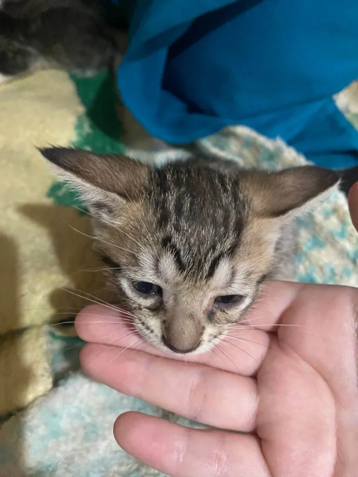 Gato ra a SRD-ViraLata idade Abaixo de 2 meses nome Gatos