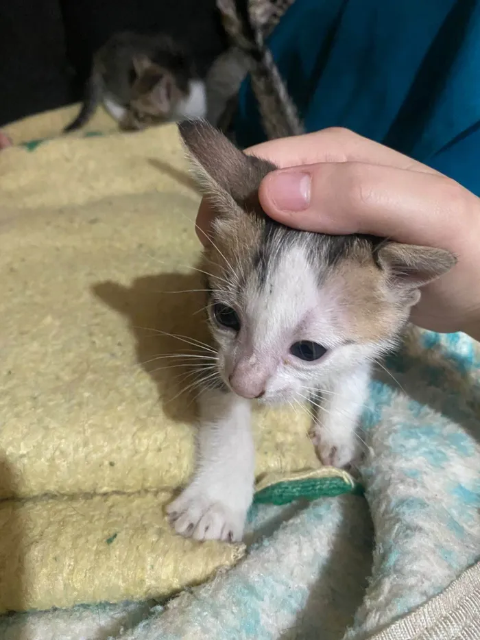 Gato ra a SRD-ViraLata idade Abaixo de 2 meses nome Gatos