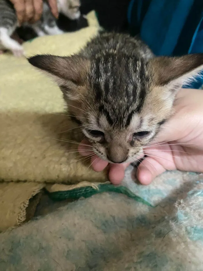 Gato ra a SRD-ViraLata idade Abaixo de 2 meses nome Gatos