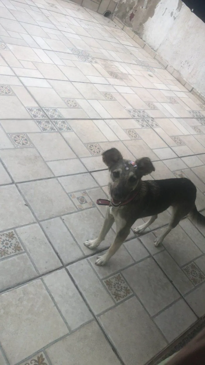 Cachorro ra a SRD-ViraLata idade 2 anos nome Princesa