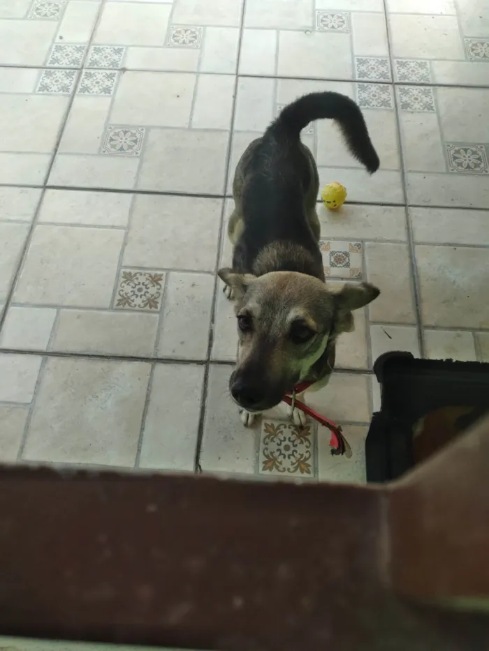 Cachorro ra a SRD-ViraLata idade 2 anos nome Princesa