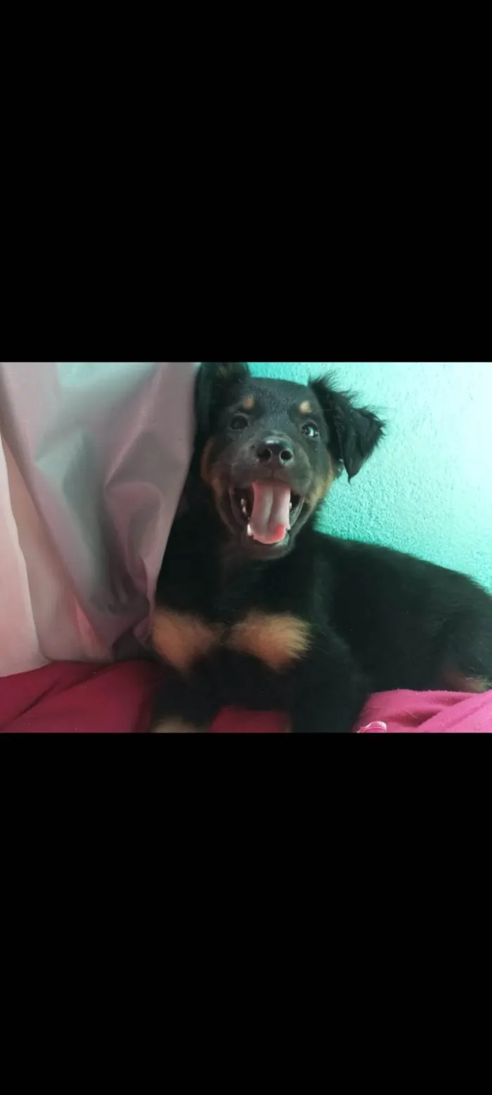 Cachorro ra a SRD-ViraLata idade 7 a 11 meses nome Bella