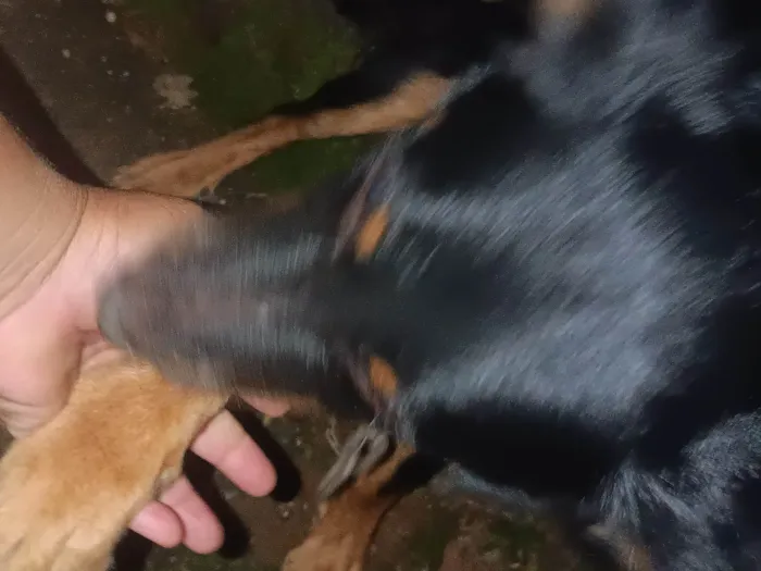 Cachorro ra a SRD-ViraLata idade 7 a 11 meses nome Bella