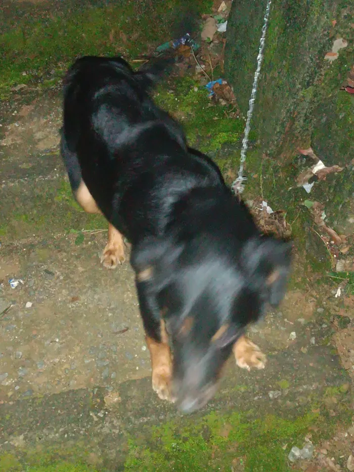 Cachorro ra a SRD-ViraLata idade 7 a 11 meses nome Bella