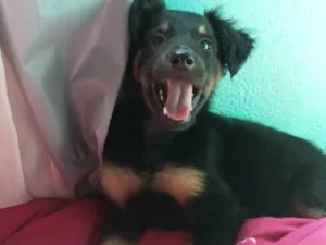 Cachorro raça SRD-ViraLata idade 7 a 11 meses nome Bella