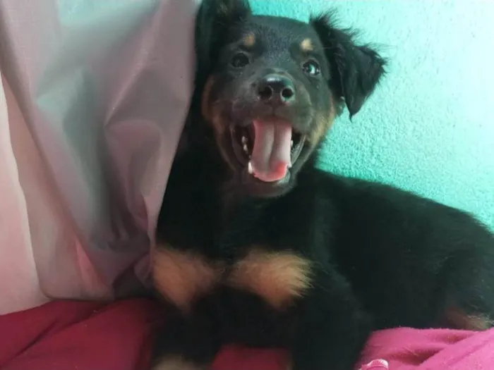 Cachorro ra a SRD-ViraLata idade 7 a 11 meses nome Bella