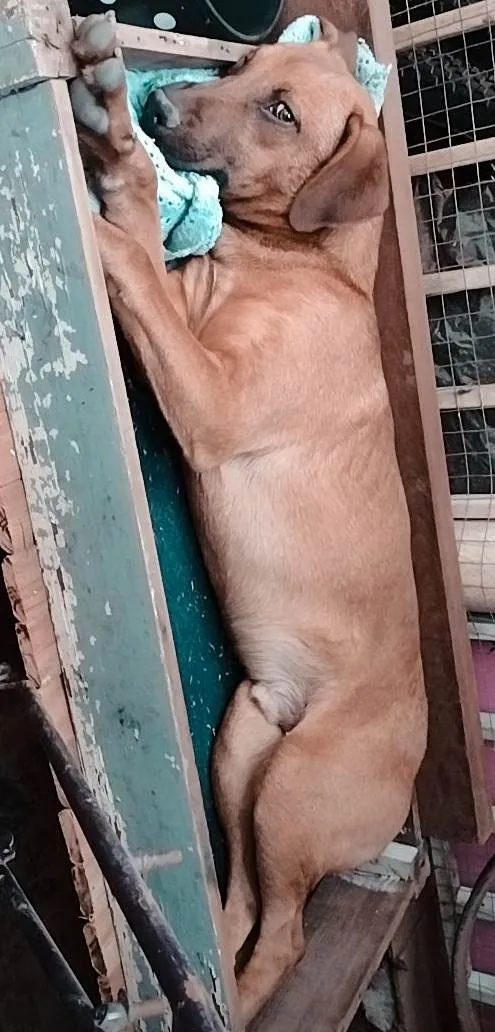 Cachorro ra a SRD-ViraLata idade 3 anos nome Valente 