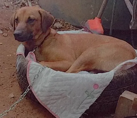 Cachorro ra a SRD-ViraLata idade 3 anos nome Valente 