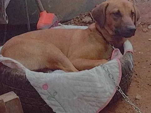 Cachorro ra a SRD-ViraLata idade 3 anos nome Valente 