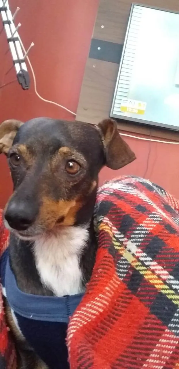 Cachorro ra a Pinscher idade 6 ou mais anos nome Jaime 