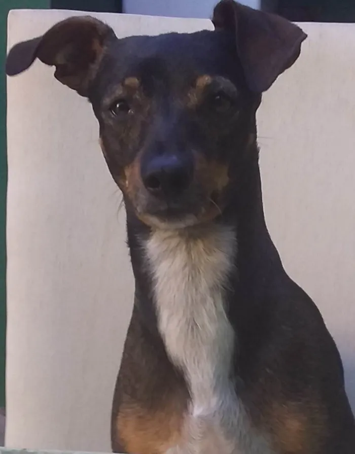 Cachorro ra a Pinscher idade 6 ou mais anos nome Jaime 