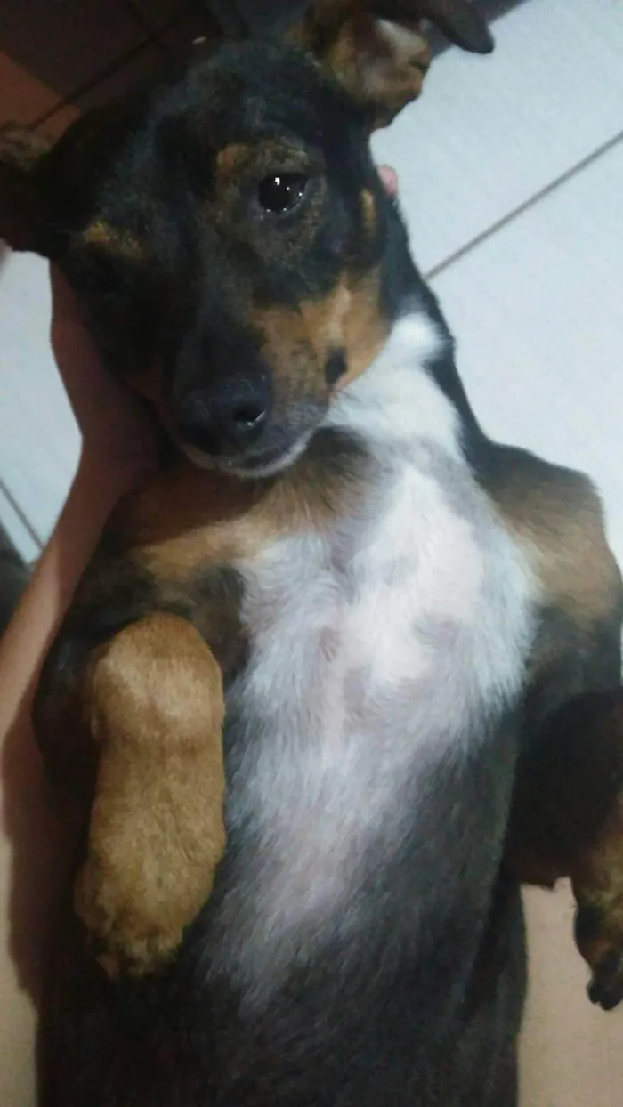 Cachorro ra a Pinscher idade 6 ou mais anos nome Jaime 