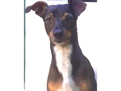 Cachorro raça Pinscher idade 6 ou mais anos nome Jaime 