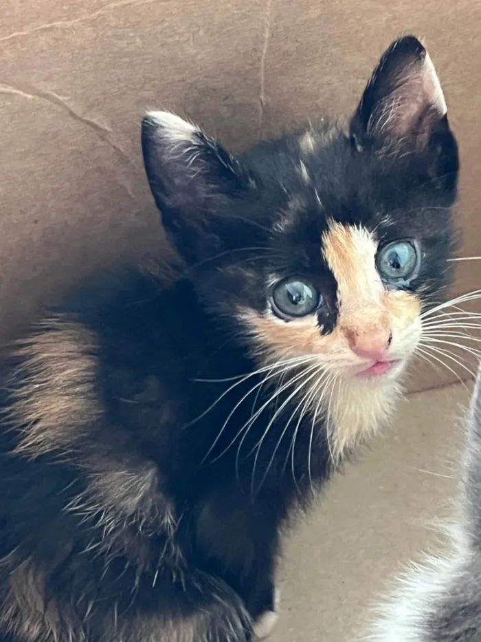 Gato ra a SRD-ViraLata idade Abaixo de 2 meses nome Sem nome 