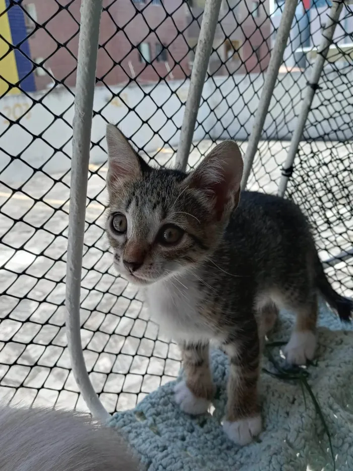 Gato ra a SRD-ViraLata idade 2 a 6 meses nome Nala