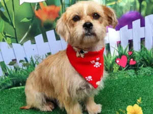 Cachorro raça Lhasa Apso idade 4 anos nome tedy