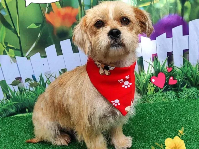 Cachorro ra a Lhasa Apso idade 4 anos nome tedy